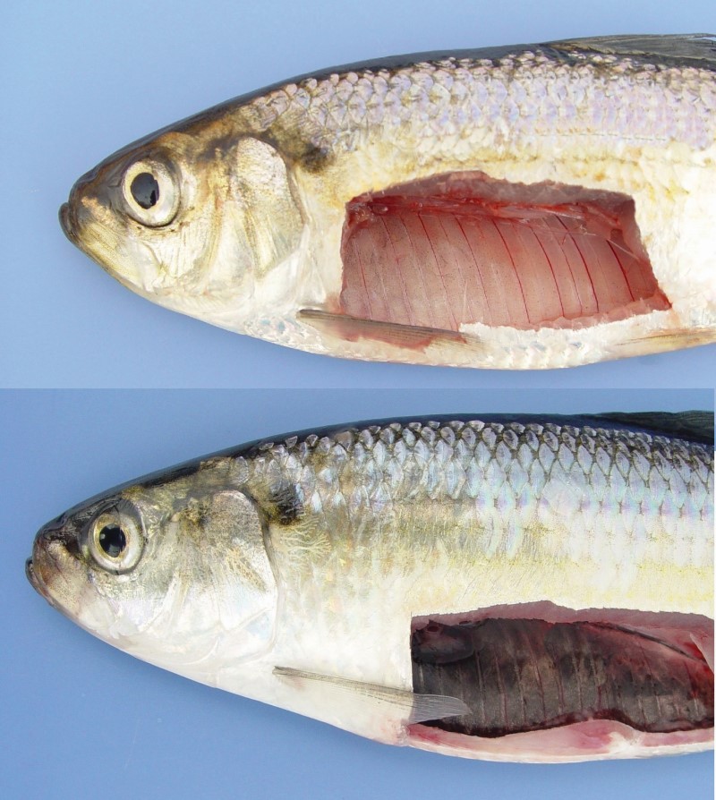 Alewife and blueback herring peritoneums.